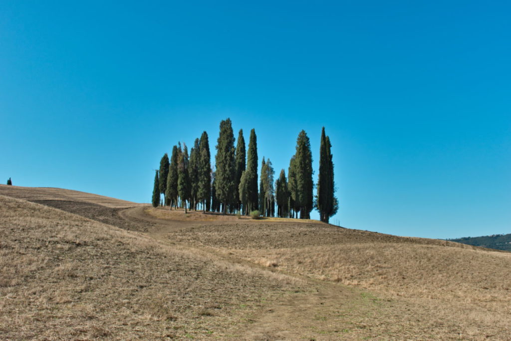 Zypressenwald bei San Quirico d'Orcia im Val d'Orcia Tipps